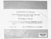 Umbilicaria vellea image